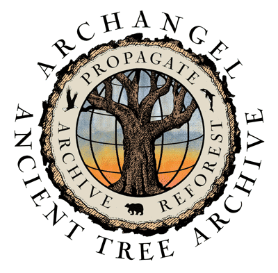 Archangel Ancient Tree Archive