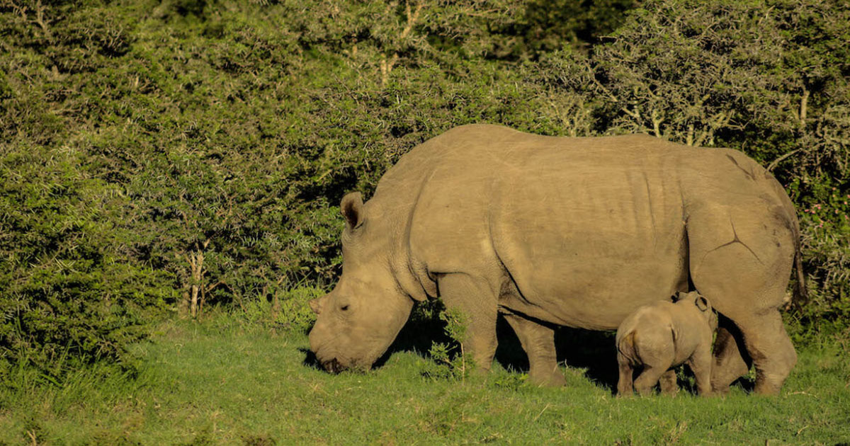 A rhino grazing on green grass while her calf nurses