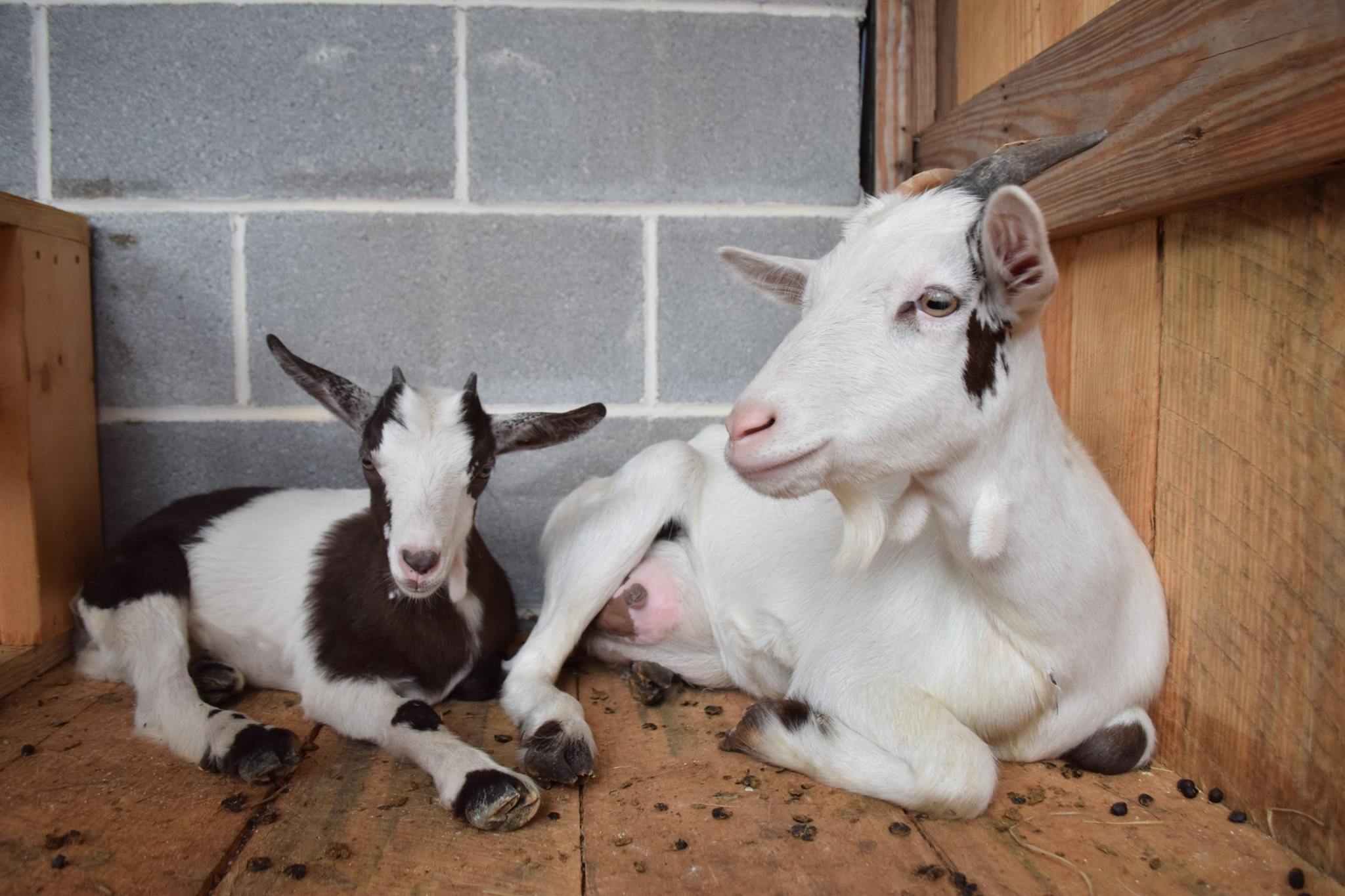 A brown and white baby goat laying next to a larger white goat
