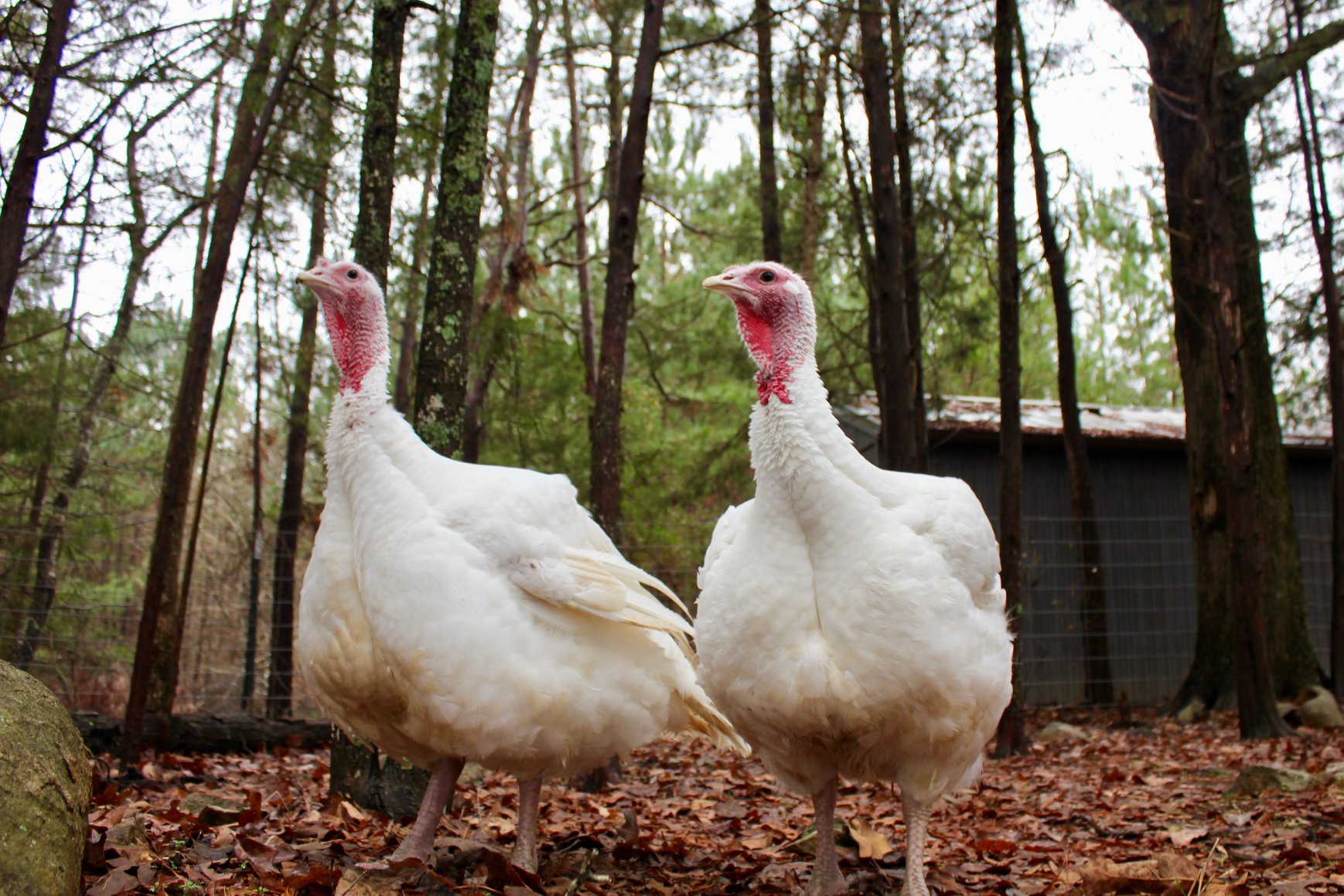 Two young white turkeys