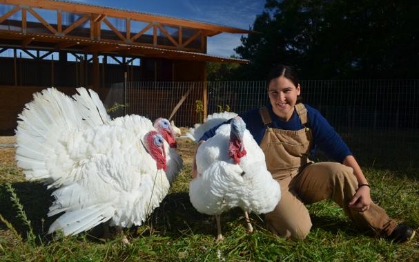 Our first rescued turkeys, Andi Louie and Jordan, arrived in 2014 from a factory farm.